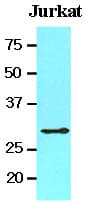 IHC-plus™ YWHAQ / 14-3-3 Theta Antibody (aa1-245, clone AT1A1)