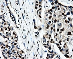 PSMC3 Antibody (clone OTI9F3, Carrier-free)