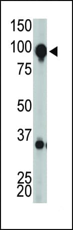 GRM8 / MGLUR8 Antibody (aa852-882)