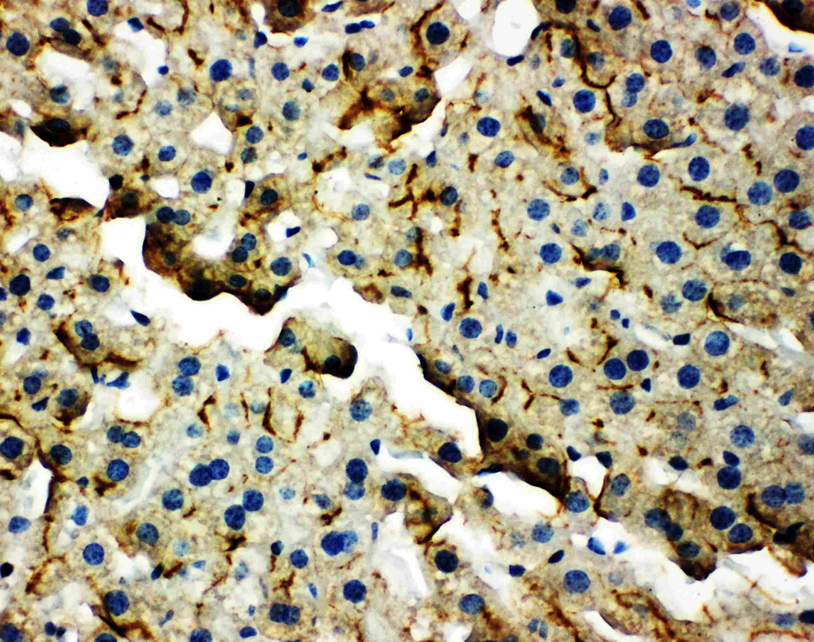 TJP2 / ZO2 / ZO-2 Antibody (aa1149-1167)