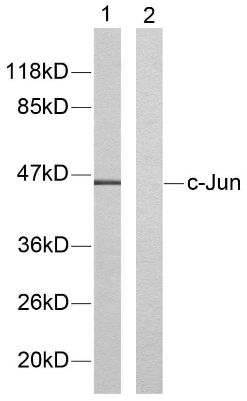 Polyclonal Rabbit anti-Human JUN / c-Jun Antibody (p91, IHC, IF, WB)