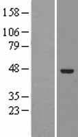 ELAC1 Protein (Over-Expression Lysate Myc-DDK (Flag))