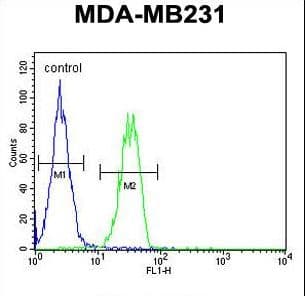 B4GALT6 Antibody (aa319-346)
