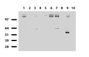 EGFR Antibody (clone UMAB95)
