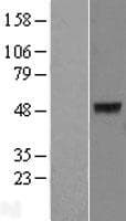 KRT40 / Hair Keratin KA36 Protein (Over-Expression Lysate Myc-DDK (Flag))