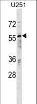 RANBP3 Antibody (aa26-55)