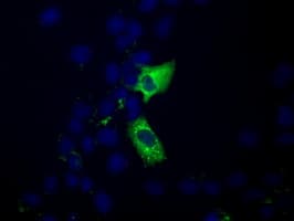 KSP32 / MIOX Antibody (clone OTI5H10, Carrier-free)