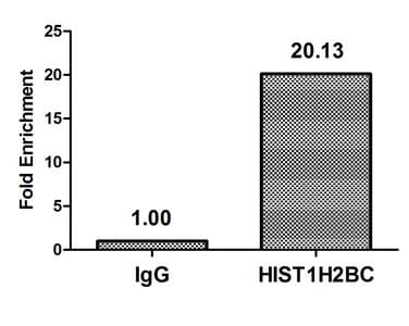 HIST1H2BN Antibody