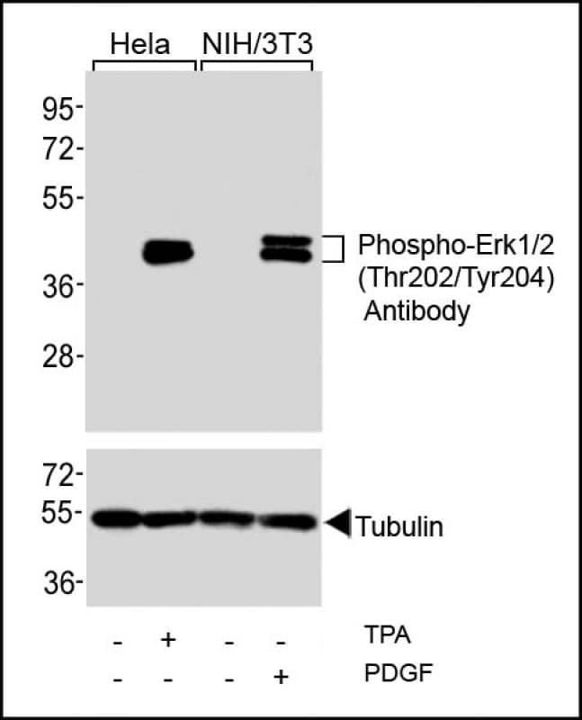 MAPK3 / ERK1 Antibody (phospho-Thr202/pTyr204)