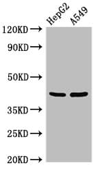 Polyclonal Rabbit anti-Human PITX2 / RGS Antibody (IHC, IF, WB)