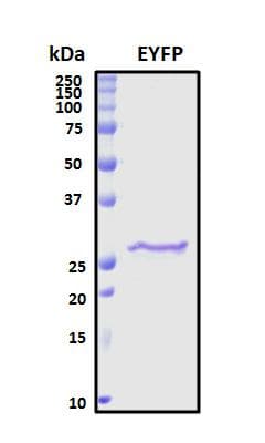 Synthetic EYFP Protein (Recombinant His, N-Terminal)