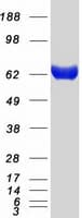Human IVNS1ABP / NS1-BP Protein (Recombinant Myc-DDK (Flag))