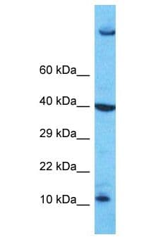 PATE4 Antibody (aa46-95)