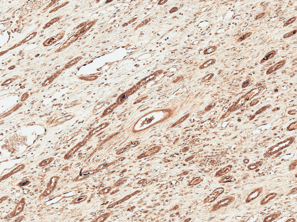 FNIP1 Antibody (Atto 488)