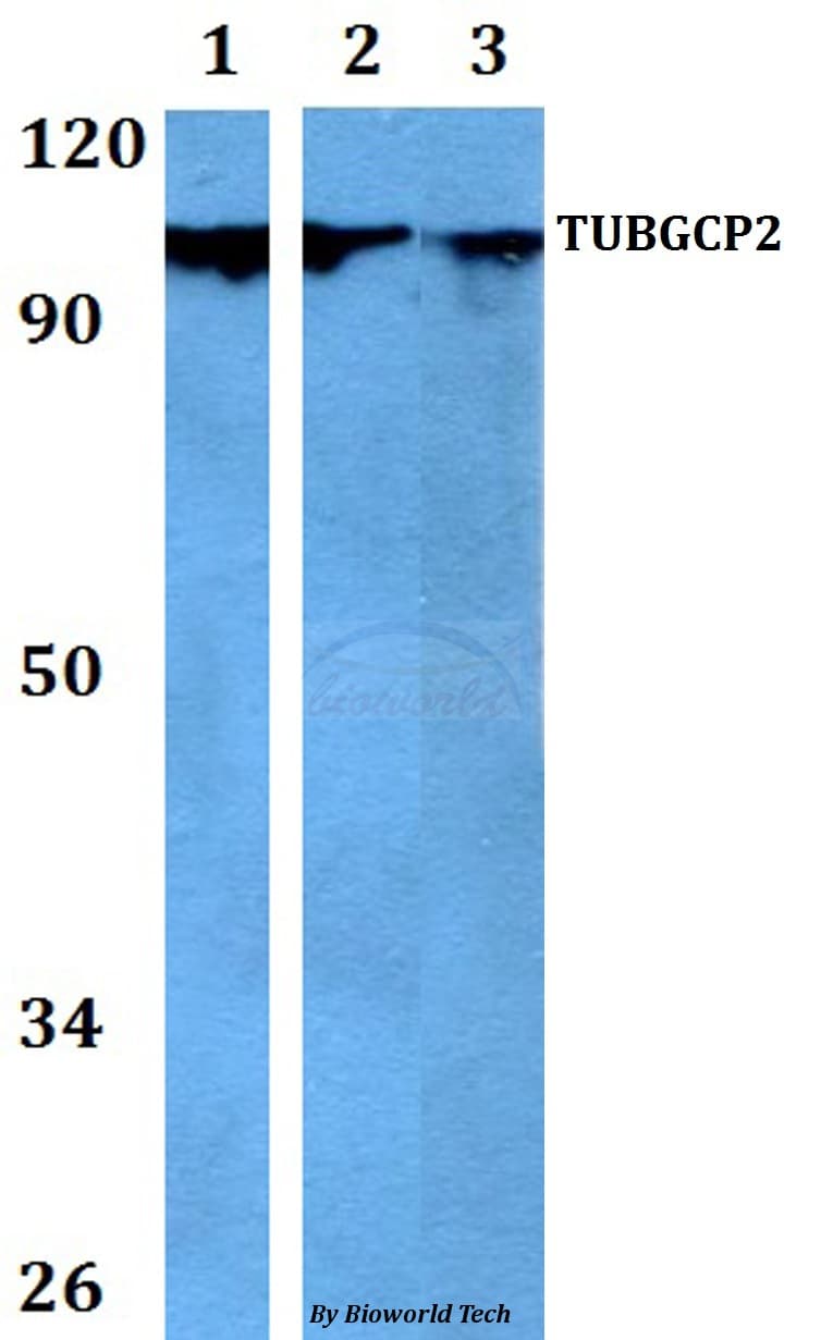 TUBGCP2 / GCP2 Antibody