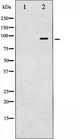 Polyclonal Rabbit anti-Human VAV1 / VAV Antibody (phospho-Tyr174, IHC, IF, WB)