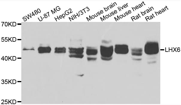 LHX6 Antibody