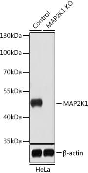 Polyclonal Rabbit anti-Human MAP2K1 / MKK1 / MEK1 Antibody (WB)