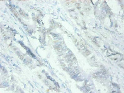 MFGE8 /Lactadherin Antibody (clone 2B2D10)