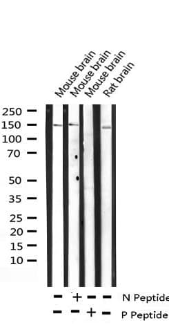 ARHGAP35 / GRLF1 Antibody (phospho-Tyr1105)