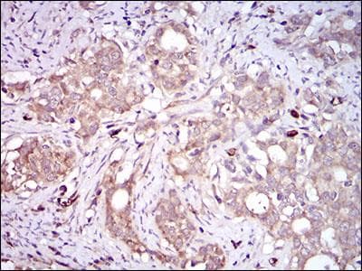 PON1 / ESA Antibody (aa1-200, clone 4G8D3)