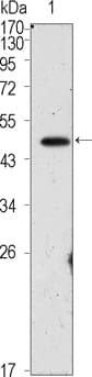 Monoclonal Mouse anti-Human POU5F1 / OCT4 Antibody (clone 3A5, WB)