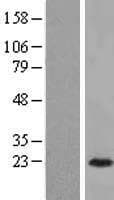 ARFL3 / ARL3 Protein (Over-Expression Lysate Myc-DDK (Flag))