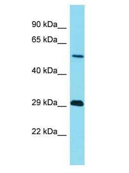 TRIM43B Antibody (aa55-104)