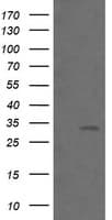 BTLA / CD272 Antibody (clone OTI4D6)