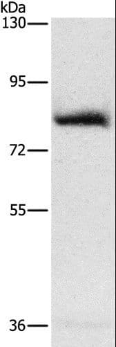 AMPD1 Antibody
