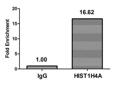 Polyclonal Rabbit anti-Human HIST1H4I Antibody (WB)