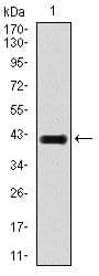 E2F1 Antibody (Amino Acid: 69-223, clone 8G9)