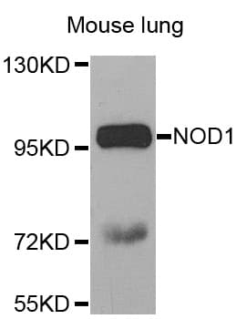 NOD1 Antibody