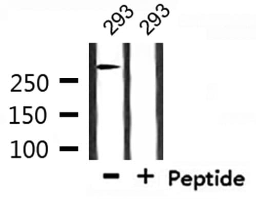 ATRX Antibody