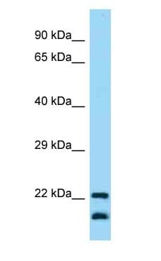 CD200 Antibody (C-Terminus)