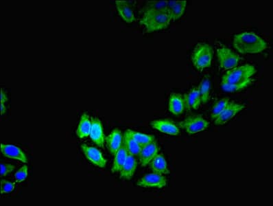 LAMP2 / CD107b Antibody
