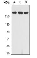 IGF2R / CD222 Antibody (C-Terminus)