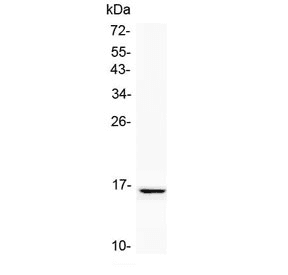 NPC2 Antibody