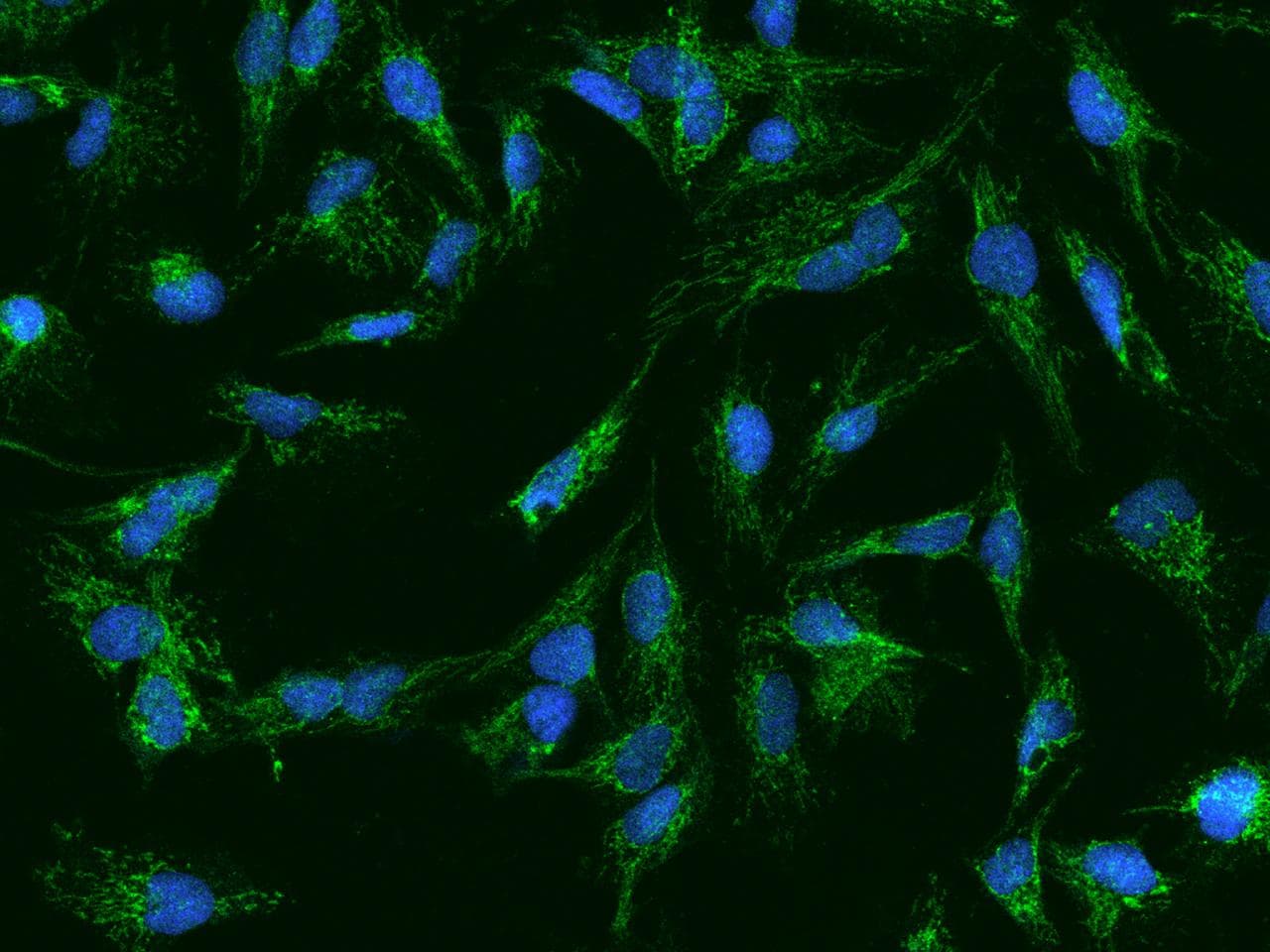 AFG3L2 Antibody