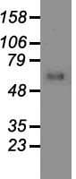 Monoclonal Mouse anti-Human GAD1 / GAD67 Antibody (clone OTI3G9, IHC, WB)