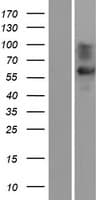 SLC6A1 / GAT-1 Protein (Over-Expression Lysate Myc-DDK (Flag))