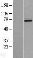 RP49 / CNG1 Protein (Over-Expression Lysate Myc-DDK (Flag))