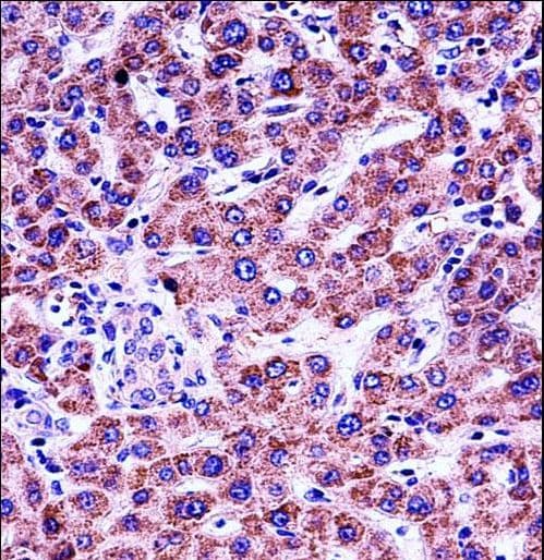 GYPB / CD235b / Glycophorin B Antibody (aa22-51)