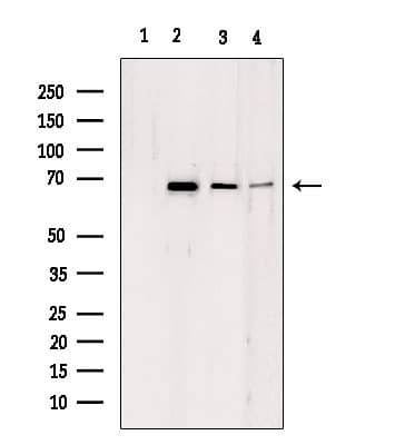 LMNB2 / Lamin B2 Antibody