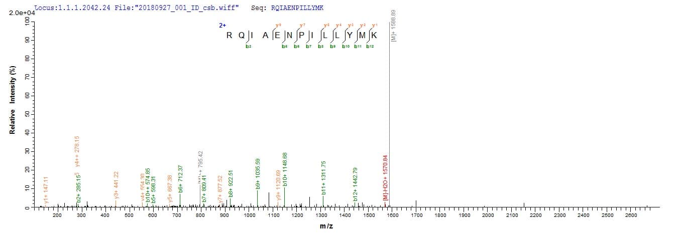 Shigella flexneri grxD Protein (Recombinant 6His-SUMO, N-terminus)