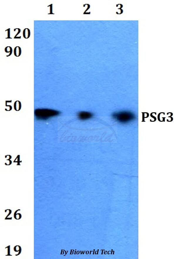 PSG3 Antibody