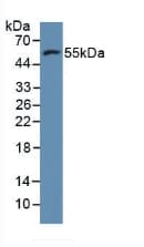 MMP11 Antibody (aa287-491, Cy3)