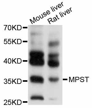 MPST Antibody