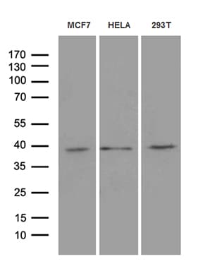 MRPL44 Antibody (clone OTI2A8)