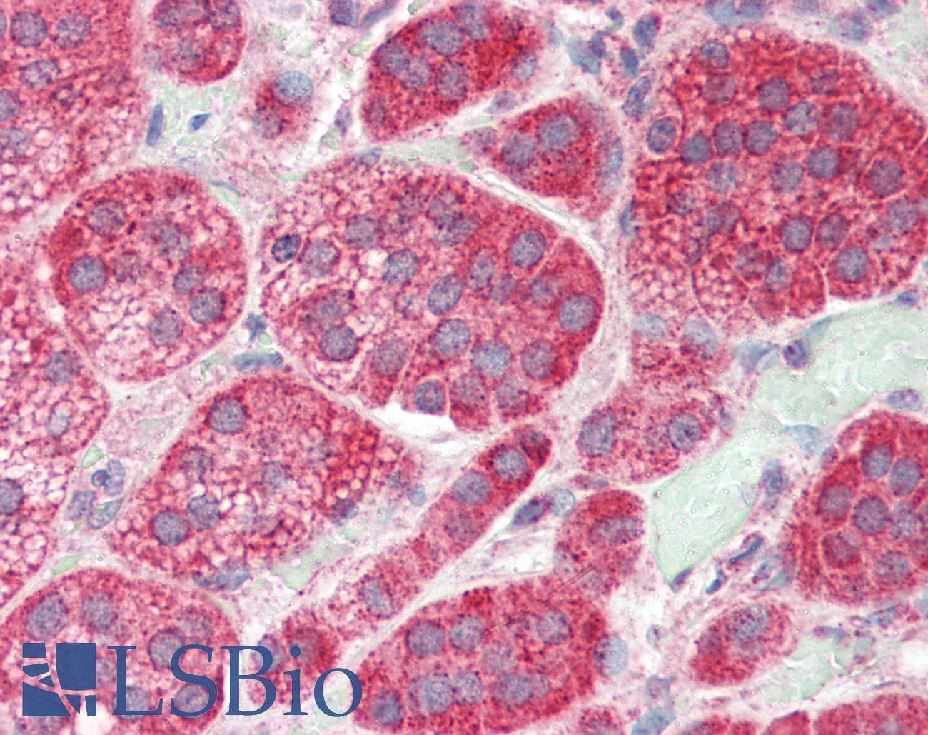 IHC-plus™ GRIK4 / KA1 Antibody